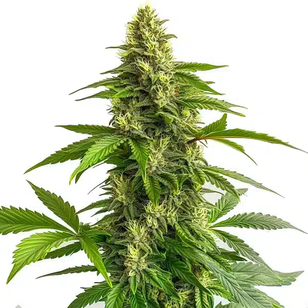 Bruce Banner #3 Floraison Rapide