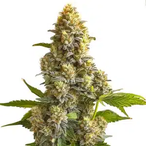 Plante de cannabis Bruce Banner Autoflower avec de grosses têtes denses couvertes de résine.