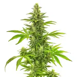 Bruce Banner Fast Version cannabis plant with large, frosty buds.