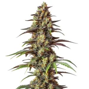 Bruce Banner Regular cannabis plant with dense frosty buds and vibrant orange pistils