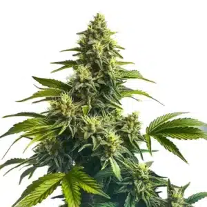 Plante de cannabis Bruce Banner x Carmen en pleine floraison.