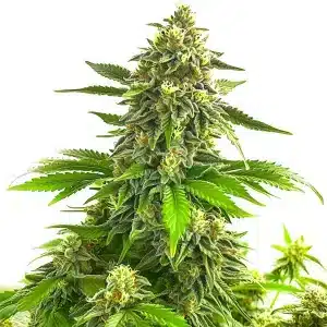 Gros plan hyper détaillé de têtes de cannabis Bruce Banner x Chocolope.