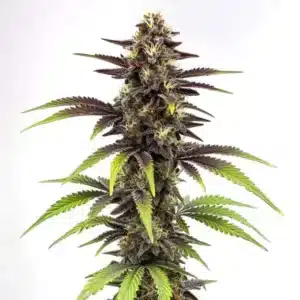 Grosse tête de cannabis Bruce Banner x Do-Si-Dos aux tons violets et verts, recouverte de trichomes brillants.