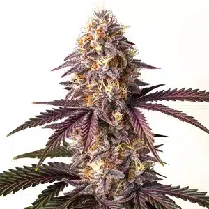Colas de Bruce Banner x Grape avec des nuances pourpres et une épaisse couche de trichomes.