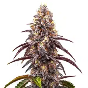 Bruce Banner x Grapefruit Regular cannabis plant with tall colas and citrus aroma