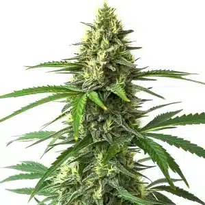 Plante de Bruce Banner x Kali Mist avec de longs bourgeons résineux et des feuilles fines.
