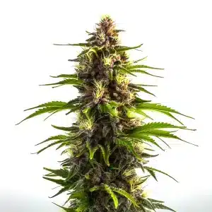 Fleurs de Bruce Banner x Mochalope aux couleurs violettes et vertes, couvertes de résine.