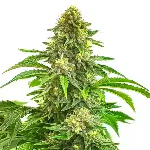 Bruce Banner x Tropi BCN Regular cannabis plant with resin-rich buds and tropical hues