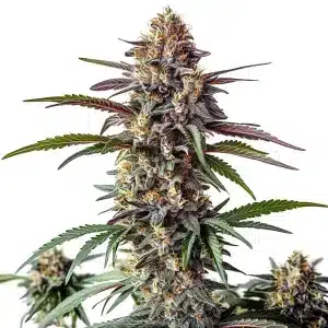 Gros plant de Bruce Banner x White Russian avec des bourgeons brillants et denses.