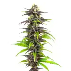 Tête compacte de Bubba Gift avec des tons violets et orangés.
