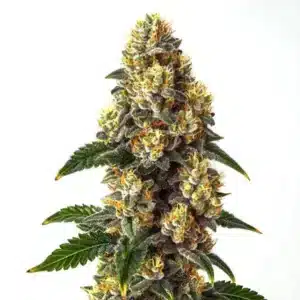Bourgeon dense de Bubba Kush avec une abondante couche de trichomes.
