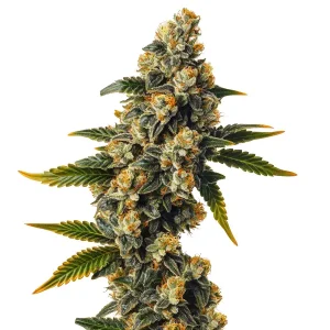 Plante de cannabis Bubba Kush Auto avec des têtes compactes et résineuses aux tons verts et orangés.