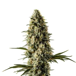 Plante de cannabis Bubblegum avec bourgeons denses et feuillage vert vif