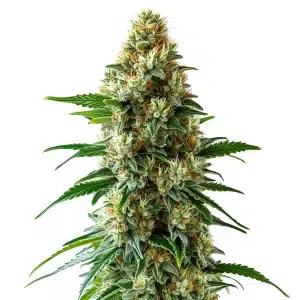 Plante de cannabis Bubblegum Auto avec des têtes compactes couvertes de résine et des pistils orangés.