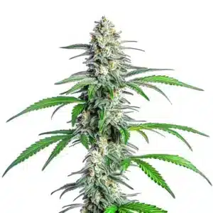 Plante de cannabis Bubblegum Cookies avec bourgeons sucrés et colorés