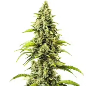 Plante de cannabis Bubblegum Haze en pleine floraison