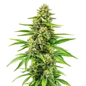 Bubblegum Regular cannabis plant with sweet aromatic buds and thick trichomes