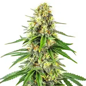 Plante de cannabis Budmint avec bourgeons cristallisés