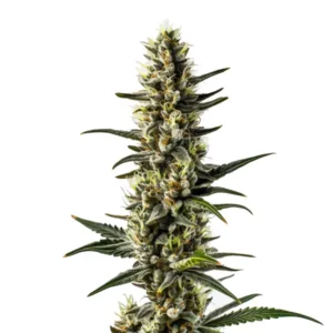 Plante de cannabis CBD 1-CA en pleine floraison avec des têtes compactes.