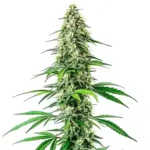 Gros plan d’une tête de cannabis CBD Black Diesel avec pistils orangés.
