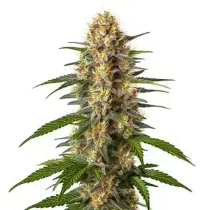 Tête de cannabis CBD Black Domina recouverte de résine brillante.