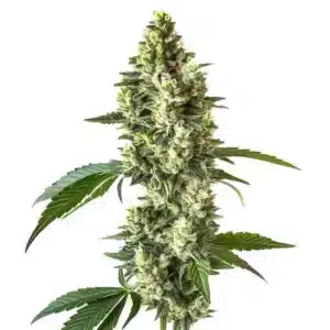 Gros plan d’une plante CBD Blueberry avec des nuances violettes et vertes.