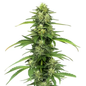 Plant de cannabis CBD Blueberry en floraison avec des trichomes abondants.