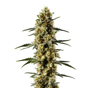Plante de cannabis CBD Candida avec des fleurs couvertes de résine.