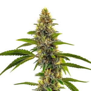 Grosse tête de cannabis CBD Candyland recouverte de trichomes brillants
