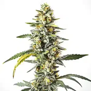 Fleur de cannabis CBD Cheese avec pistils orangés et résine abondante
