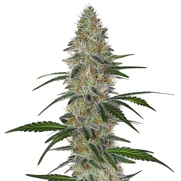 CBD Chemdog #4