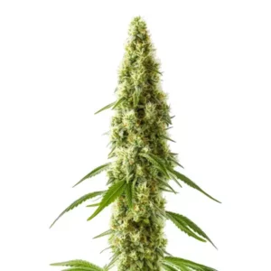 Plante de cannabis CBD Cookie Kush avec bourgeons épais et résineux