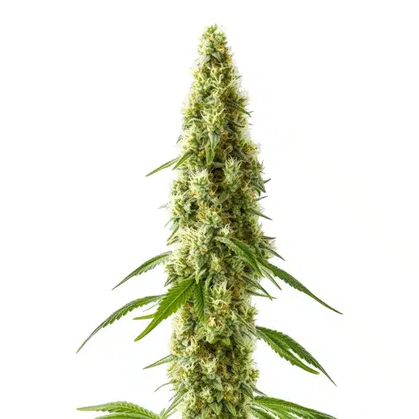 CBD Cookie Kush (1:10)