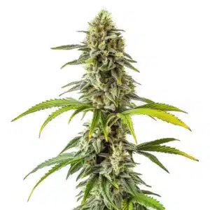 Tête dense de cannabis CBD Cream & Cheese avec pistils orange et résine blanche