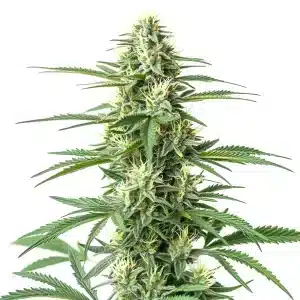 Fleur massive de cannabis CBD Critical Mass recouverte de résine brillante