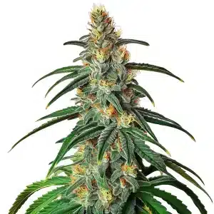 Fleur de cannabis CBD Diesel avec structure compacte et pistils orangés