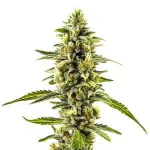 Cola imposant de cannabis CBD Fire Kush recouvert de résine
