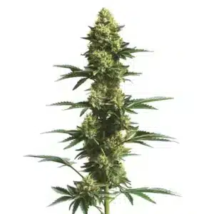 Gros plan d’un plant de cannabis CBD Fruit avec des bourgeons denses et résineux