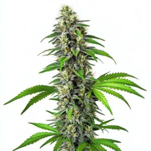 Plant de cannabis CBD Girl Scout Cookies avec têtes résineuses