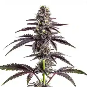 Plant de cannabis CBD Grape Pie avec des fleurs colorées et givrées