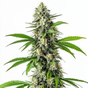 Gros plan d’un plant de cannabis CBD Harle-Tsu avec des bourgeons denses