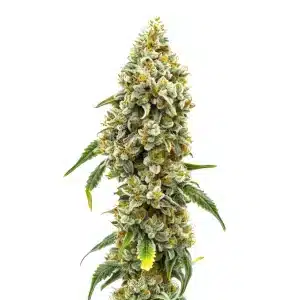 Gros plan d’un plant CBD Harlequin couvert de trichomes