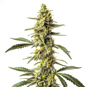 Plant de cannabis CBD Harlequin en pleine floraison