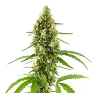 Plant de cannabis CBD Harlequin Kimbo Kush avec des fleurs compactes