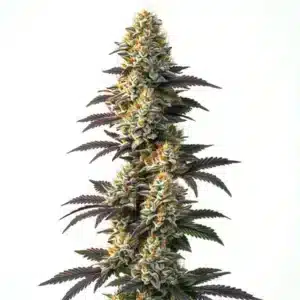 Gros plan d’un plant de cannabis CBD Infinity avec des fleurs résineuses