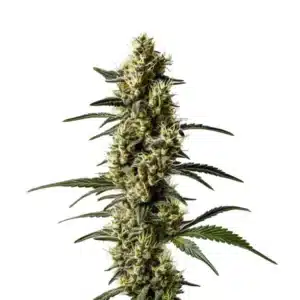 Plant de cannabis CBD Jack Herer en floraison