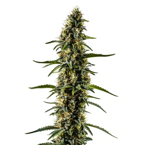 CBD Kush (1:1)