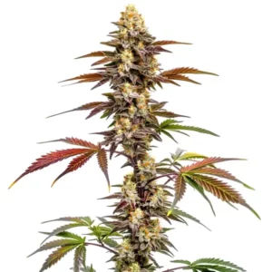 Gros plan d’un plant de cannabis CBD Mango aux fleurs compactes et fruitées