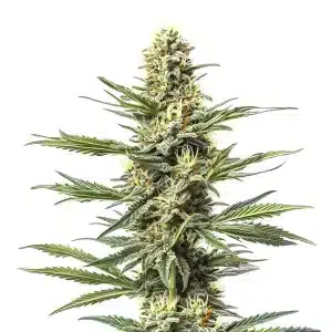 Gros plan d’un plant de cannabis CBD Mexican avec têtes allongées et feuillage vert