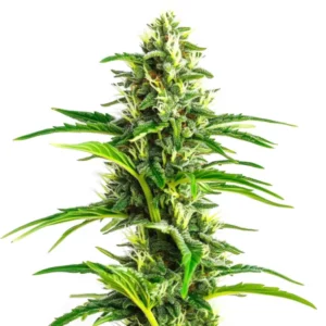 Gros plan d’un plant de cannabis CBD Ratio présentant des bourgeons résineux